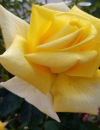 LILLY - Herzgefühl