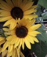 Herzensfee Barbara - Familie - Medium & Channeling - Sonstige Bereiche - Liebe & Partnerschaft - Tarot & Kartenlegen Herzensfee Barbara - Familie - Medium & Channeling - Sonstige Bereiche - Liebe & Partnerschaft - Tarot & Kartenlegen