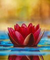 Chiara - Liebe & Partnerschaft - Medium & Channeling - Familie - Hellsehen & Wahrsagen - Psychologische Lebensberatung