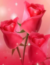 LILLY - Herzgefühl