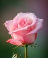 Medium Mina - Beruf & Arbeitsleben - Medium & Channeling - Liebe & Partnerschaft - Familie - Sonstige Bereiche