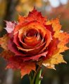 LILLY - Herzgefühl - Liebe & Partnerschaft - Psychologische Lebensberatung - Hellsehen & Wahrsagen - Beruf & Arbeitsleben - Medium & Channeling LILLY - Herzgefühl - Liebe & Partnerschaft - Psychologische Lebensberatung - Hellsehen & Wahrsagen - Beruf & Arbeitsleben - Medium & Channeling