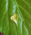 LILLY - Herzgefühl