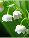 LILLY - Herzgefühl