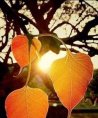 LILLY - Herzgefühl - Medium & Channeling - Psychologische Lebensberatung - Hellsehen & Wahrsagen - Tarot & Kartenlegen - Beruf & Arbeitsleben LILLY - Herzgefühl - Medium & Channeling - Psychologische Lebensberatung - Hellsehen & Wahrsagen - Tarot & Kartenlegen - Beruf & Arbeitsleben