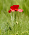 LILLY - Herzgefühl