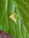 LILLY - Herzgefühl