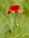 LILLY - Herzgefühl