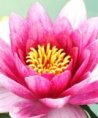 MyAngela - Beruf & Arbeitsleben - Familie - Medium & Channeling - Tarot & Kartenlegen - Liebe & Partnerschaft